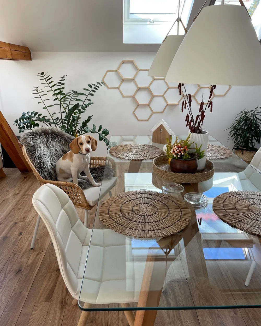Dining room with glass table, chairs, and a dog sitting on a chair.