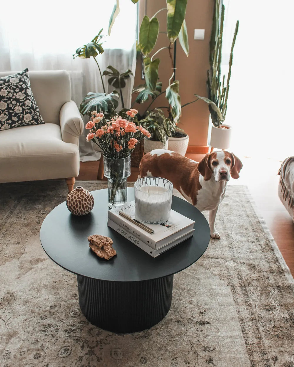 Dog standing in a living room with a coffee table, plants, and a couch.