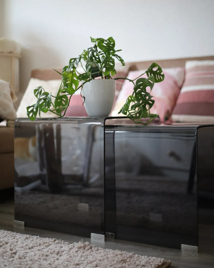 Potted plant on a reflective black surface with a blurred living room background