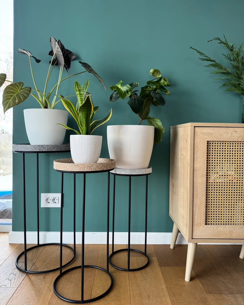 Three potted plants on black metal stands against a teal wall with a wooden cabinet.